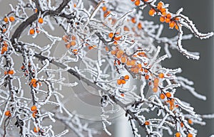 Vetka oblepihi s oranzhevymi yagodami v snegu zimoj