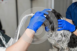 Vets do an ultrasound scan of the dog`s injured eye in a veterinary. Animal health care concept