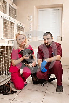 Vets examine shy dog in animal hospital