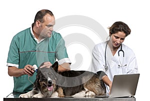 Vets examining a Border Collie with a digital