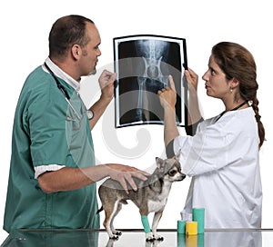 Vets examining a Chihuahua's radiography photo