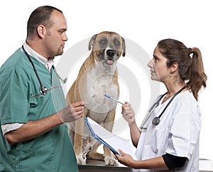 Vets examining a Crossbreed dog, dog