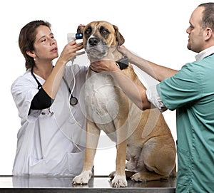 Vets examining a Crossbreed dog, dog's ear