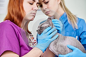 Vets examining sphynx