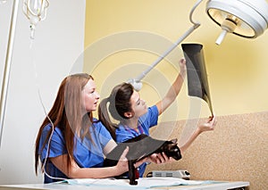 Vets nurses examining cat's x-ray