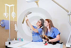 Vets nurses examining cat's x-ray