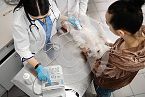 Vets and owner holding dog during x-ray examination