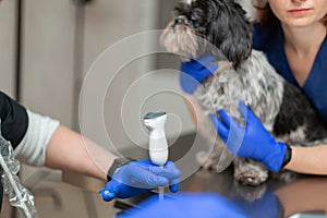 Vets prepare dog with injured eye to ultrasound diagnostic. Animal health care concept