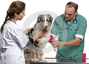 Vets wrapping a bandage around an Australian