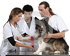 Vets wrapping a bandage around a Border Collie's