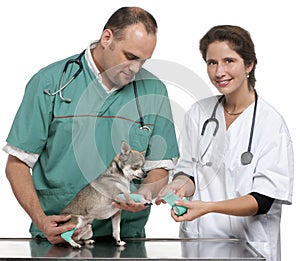 Vets wrapping a bandage around a Chihuahua's paw