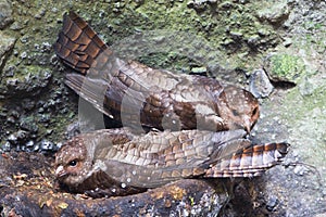 Vetvogel, Oilbird, Steatornis caripensis