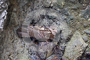 Vetvogel, Oilbird, Steatornis caripensis