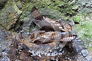 Vetvogel, Oilbird, Steatornis caripensis photo