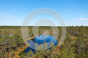 Vew of the Estonian Viru Raba bog with several small lakes and coniferous forest of firs and pines