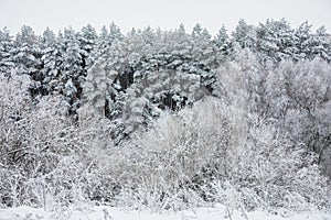 Vew of snow covered forest