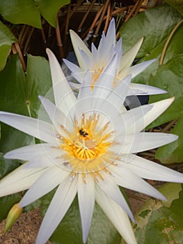 Vey Beautiful lotus flowers blossom