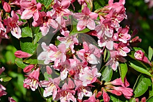 Veygela garden Weigela Thunb.. Flowers close up