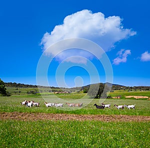 Via de la Plata way in Extremadura photo