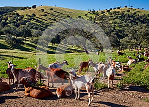 Via de la Plata way goats Sierra Norte Seville