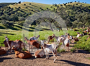 Via de la Plata way goats Sierra Norte Seville