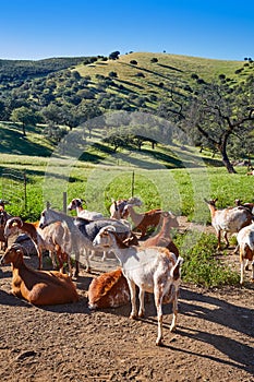 Via de la Plata way goats Sierra Norte Seville photo