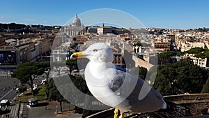 Via della Conciliazione, St. Peter`s Basilica, Saint Peter`s Square, bird, gull, seabird, charadriiformes photo