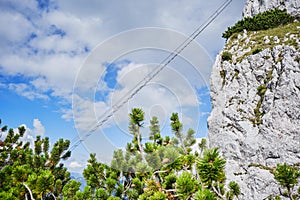 Via Ferrata ladder at Intersport klettersteig Donnerkogel route, with junipers in foreground