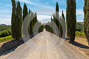 Via Francigena mud road with cypress trees on the both sides of the track. photo