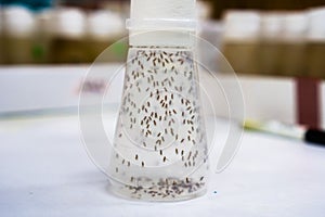 Vial containing Fruit Flies