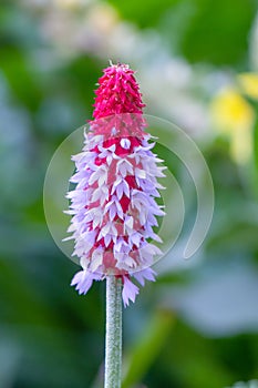 Vial`s primrose, Primula vialii, flower