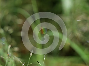 Vibgyor  formed in the water droplet on grass by camera blurring