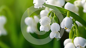 Vibrant 4k footage of delicate white lily of the valley flowers swaying gently, heralding the fresh rejuvenation of