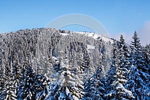 Vibrant aerial panorama of the slope at ski resort, snow trees, blue sky