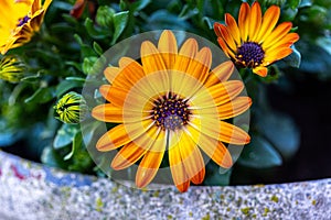 Vibrant African Daisy and African Cape Marigold in yellow and white hues