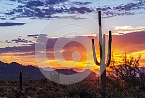 Vibrant Arizona Desert Sunrise With Cactus & Mountains In Background