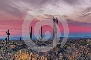 Vibrant Arizona Desert Sunrise Landscape With Dead Cactus