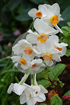 Vibrant arrangement of white narcissus (Amadeus Mozart cultivar) flowers