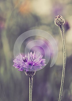 Vibrant array of Cornflower flower in a lush garden on a sunny summer day, ready to burst into bloom