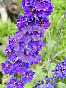 Vibrant array of Liveliness flowers blooms along a garden path