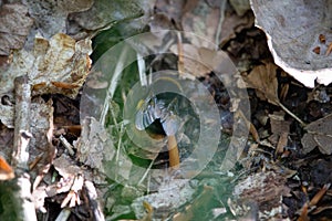 Vibrant Arthropod crawling on a bed of brown leaves in a secluded wooded area