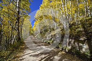Vibrant Aspen lined dirt road near Telluride Colorado in the fall