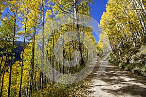 Vibrant Aspen tree lined forest road near Telluride Colorado