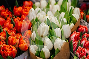 A vibrant assortment of fresh tulips in various shades of pink, purple, and peach, beautifully arranged in bouquets photo