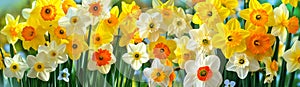 Vibrant Assortment of Spring Daffodils in Full Bloom. Spring flowers. banner