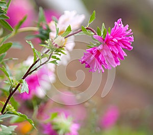 Vibrant asters closeup