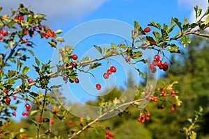 Vibrant Autumn Close-Up: Hawthorn Bush with Red Ripe Berries in Meadow Sunlight