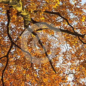 Vibrant autumn colors of oak tree fall leaves against blue sky l