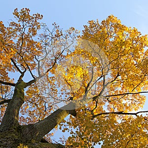 Vibrant autumn colors of oak tree fall leaves against blue sky l