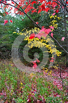 Vibrant autumn colors in the Wisconsin Michigan boarder area